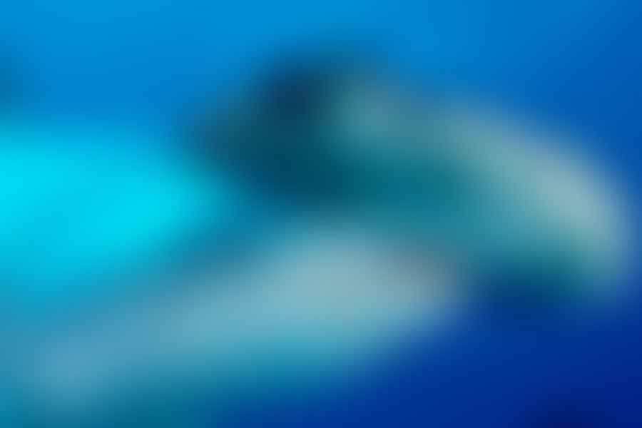 Shark Conservation Activities