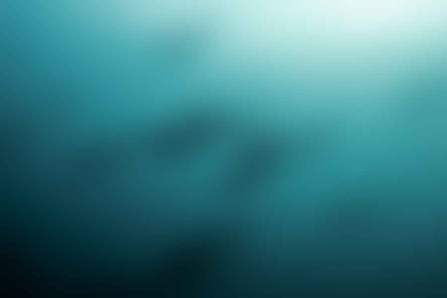 Hammerhead Shark swimming