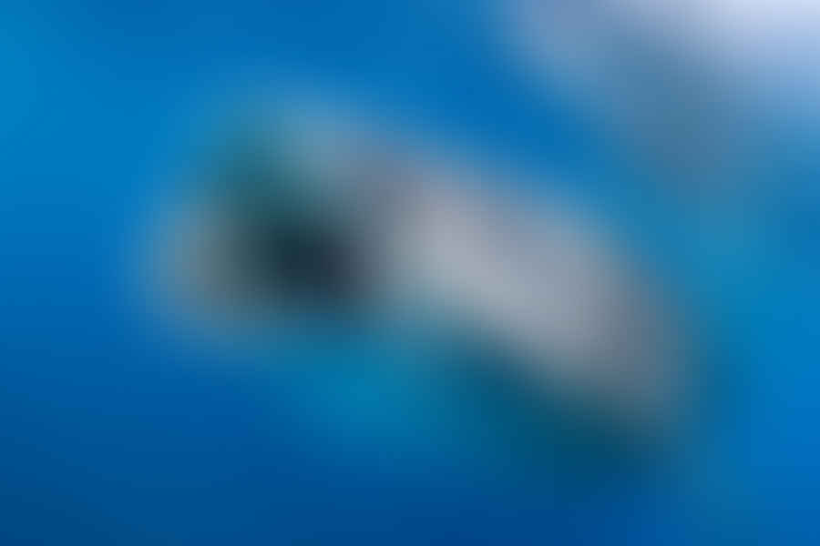 shark cartilage flexibility