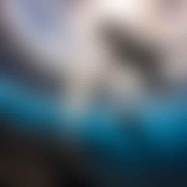 Swimming with Sharks in Maui: A Survivor's Tale of a Shark Attack
