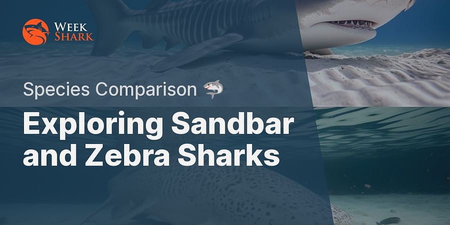 Exploring Sandbar and Zebra Sharks - Species Comparison 🦈