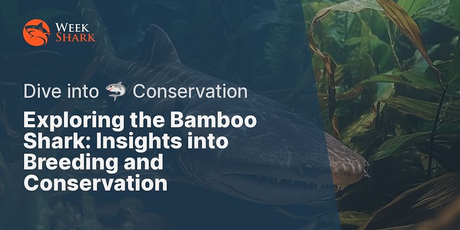 Exploring the Bamboo Shark: Insights into Breeding and Conservation - Dive into π¦ Conservation